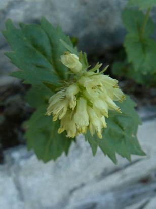 Paederota lutea / Bonarota gialla